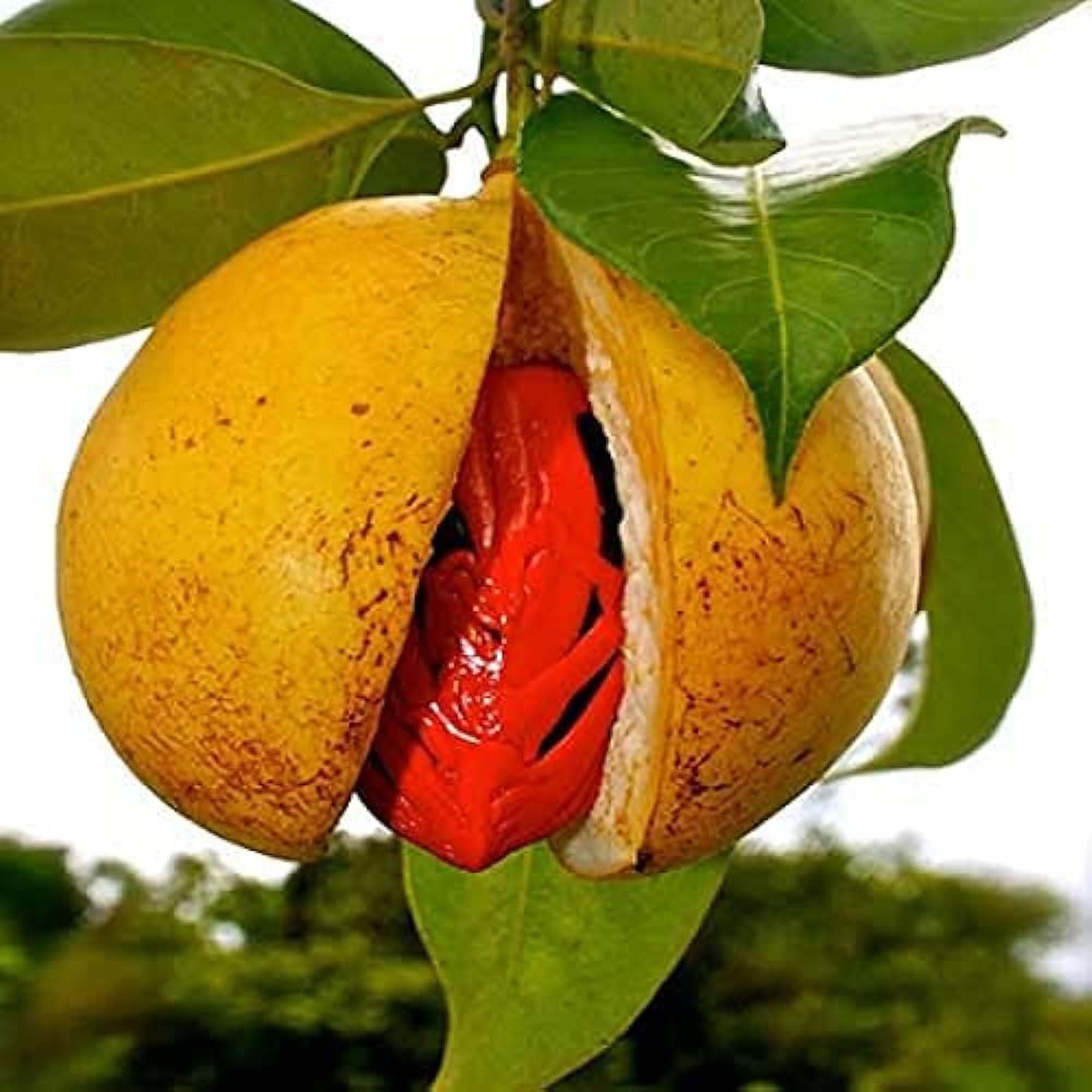 Jaifal (Nutmeg) Plant | Aromatic Spice Tree | Premium Seedling Variety — photo 2