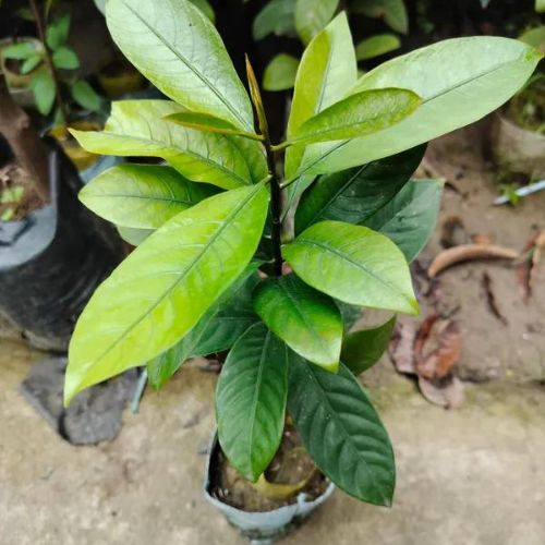 Jaifal (Nutmeg) Plant | Aromatic Spice Tree | Premium Seedling Variety — photo 3