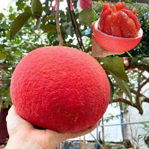 Vietnam Red Pomelo Plant | Sweet Red Citrus | Premium Dwarf Exotic Variety