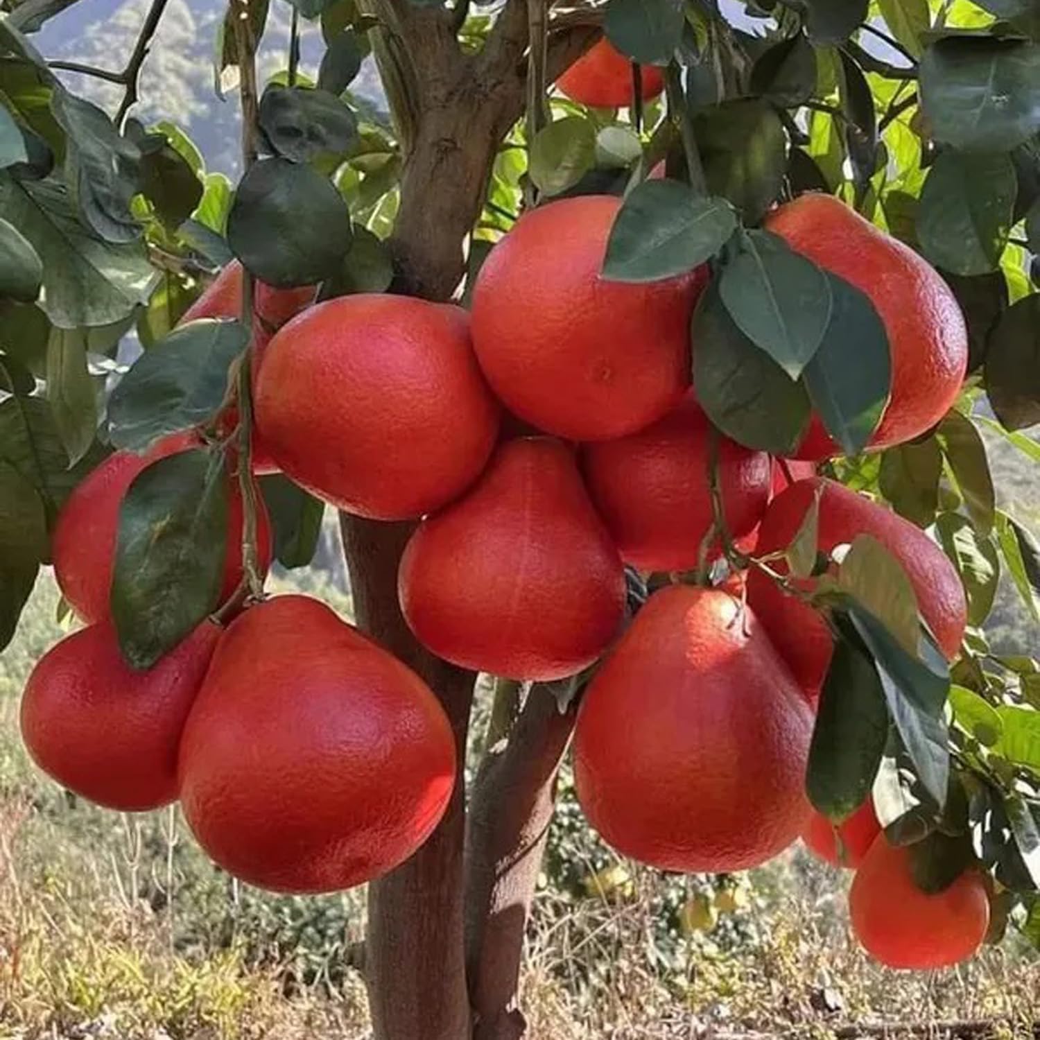 Vietnam Red Pomelo Plant | Sweet Red Citrus | Premium Dwarf Exotic Variety — photo 2