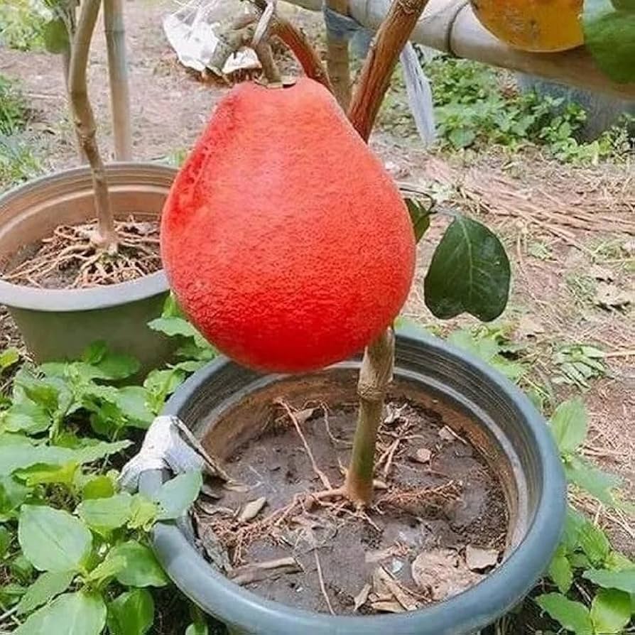 Vietnam Red Pomelo Plant | Sweet Red Citrus | Premium Dwarf Exotic Variety — photo 3