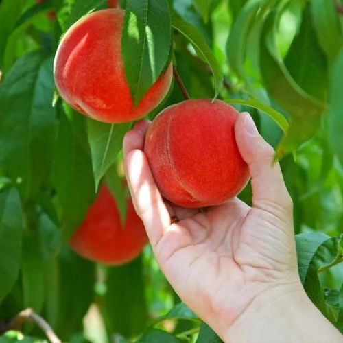 Thai Dwarf Peach Plant | Sweet Juicy Peaches | Premium Hybrid Variety