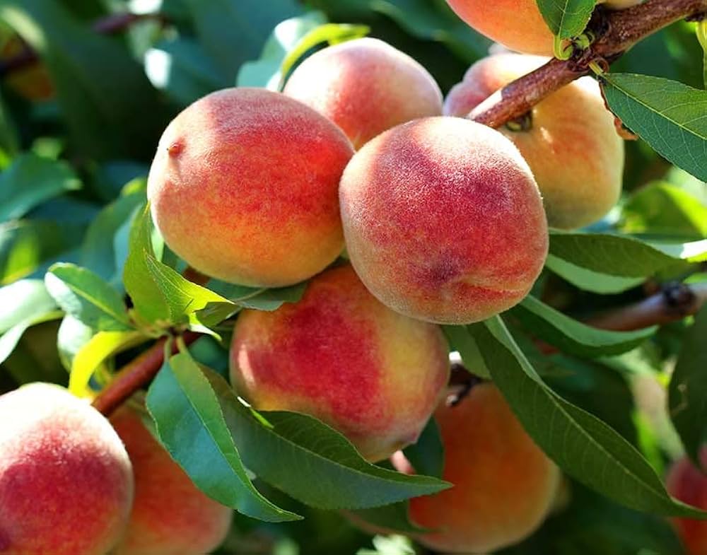 Thai Dwarf Peach Plant | Sweet Juicy Peaches | Premium Hybrid Variety — photo 3