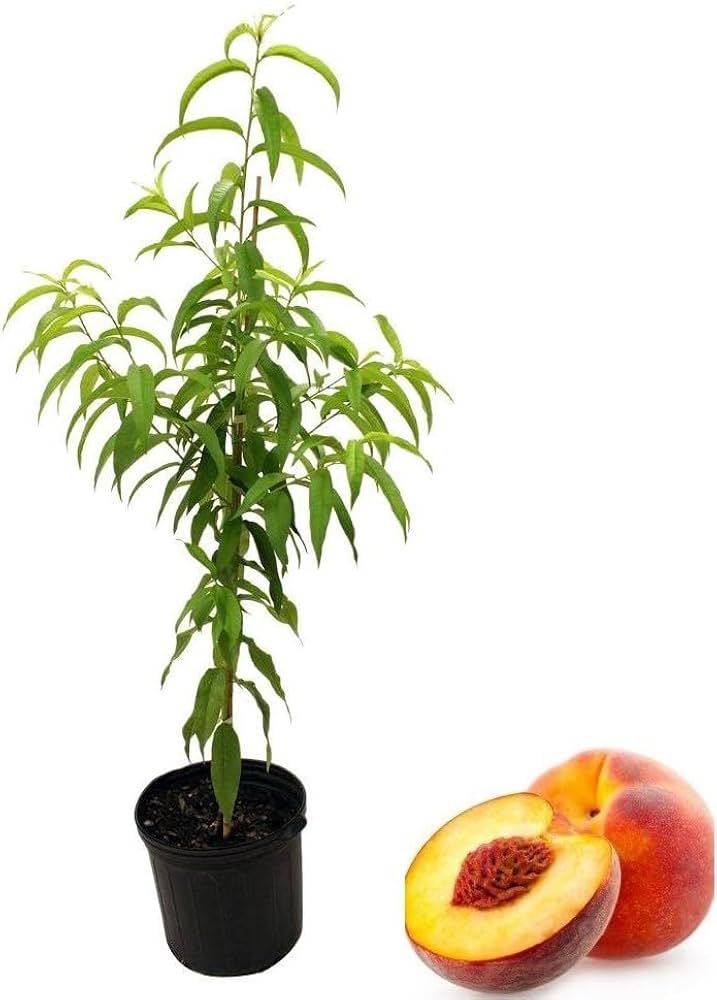 Thai Dwarf Peach Plant | Sweet Juicy Peaches | Premium Hybrid Variety — photo 4