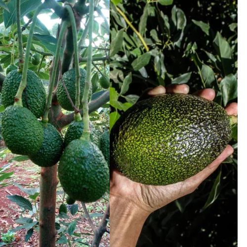Hass Avocado Plant | Creamy Buttery Fruit | Premium Grafted Hybrid