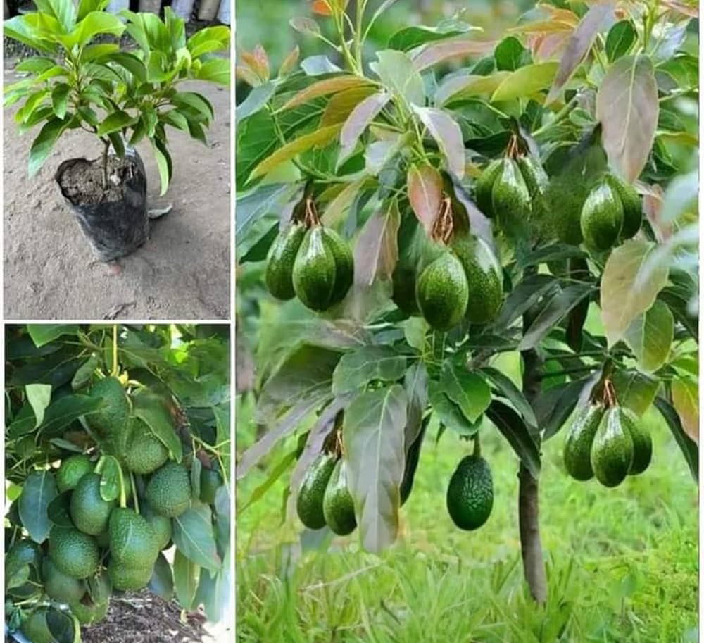 Hass Avocado Plant | Creamy Buttery Fruit | Premium Grafted Hybrid — photo 2
