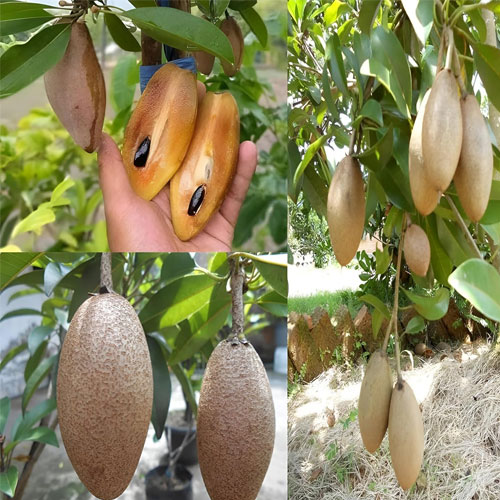 Thai Long Banana Chikoo Plant | Sweet Long Sapota | Premium Grafted Hybrid