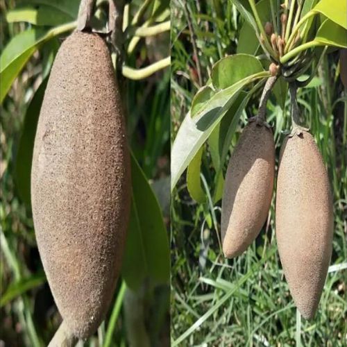 Thai Long Banana Chikoo Plant | Sweet Long Sapota | Premium Grafted Hybrid — photo 2