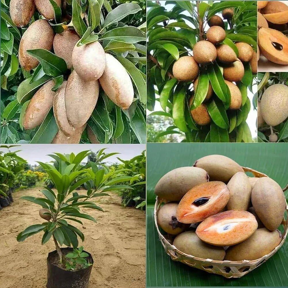 Thai Long Banana Chikoo Plant | Sweet Long Sapota | Premium Grafted Hybrid — photo 3