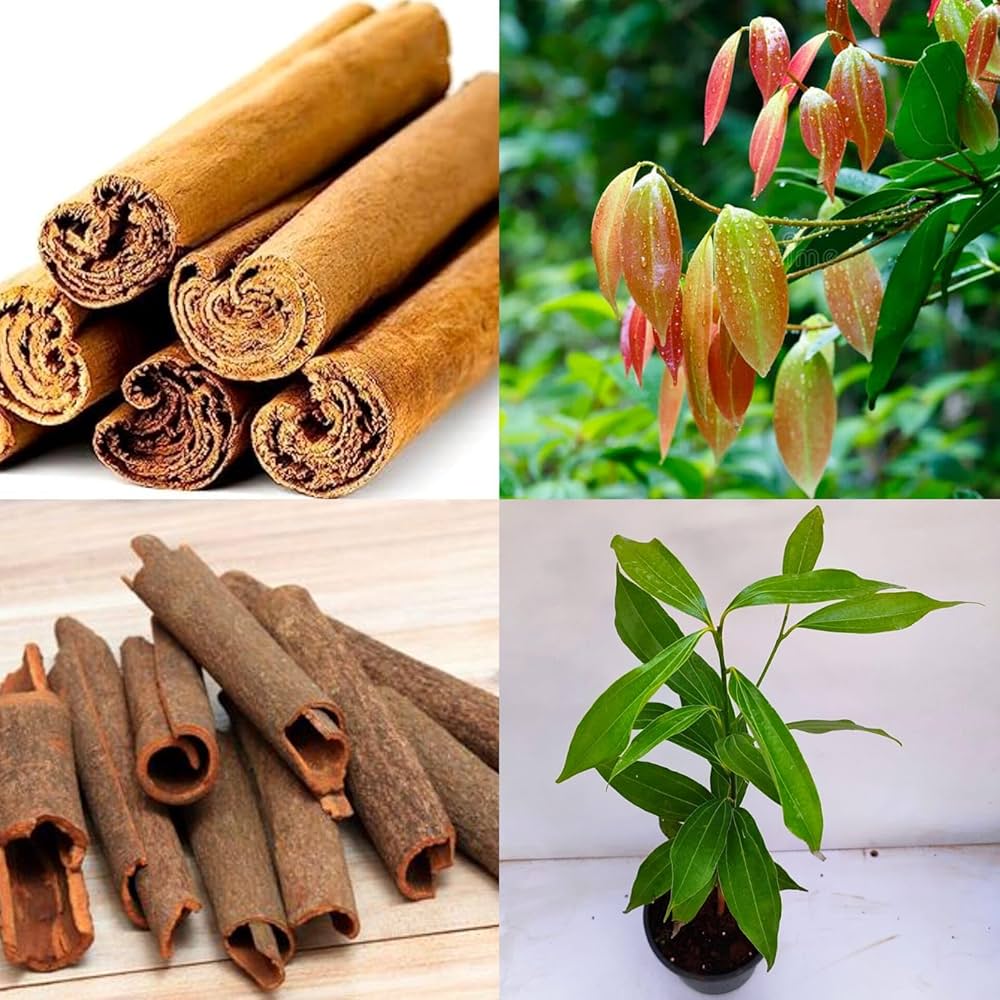 Cinnamon (Dalchini) Plant | Aromatic Spice Tree | Premium Masala Variety