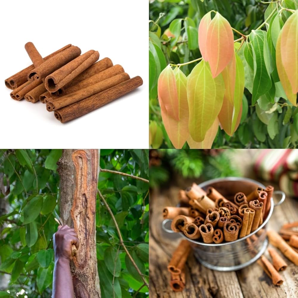Cinnamon (Dalchini) Plant | Aromatic Spice Tree | Premium Masala Variety — photo 2