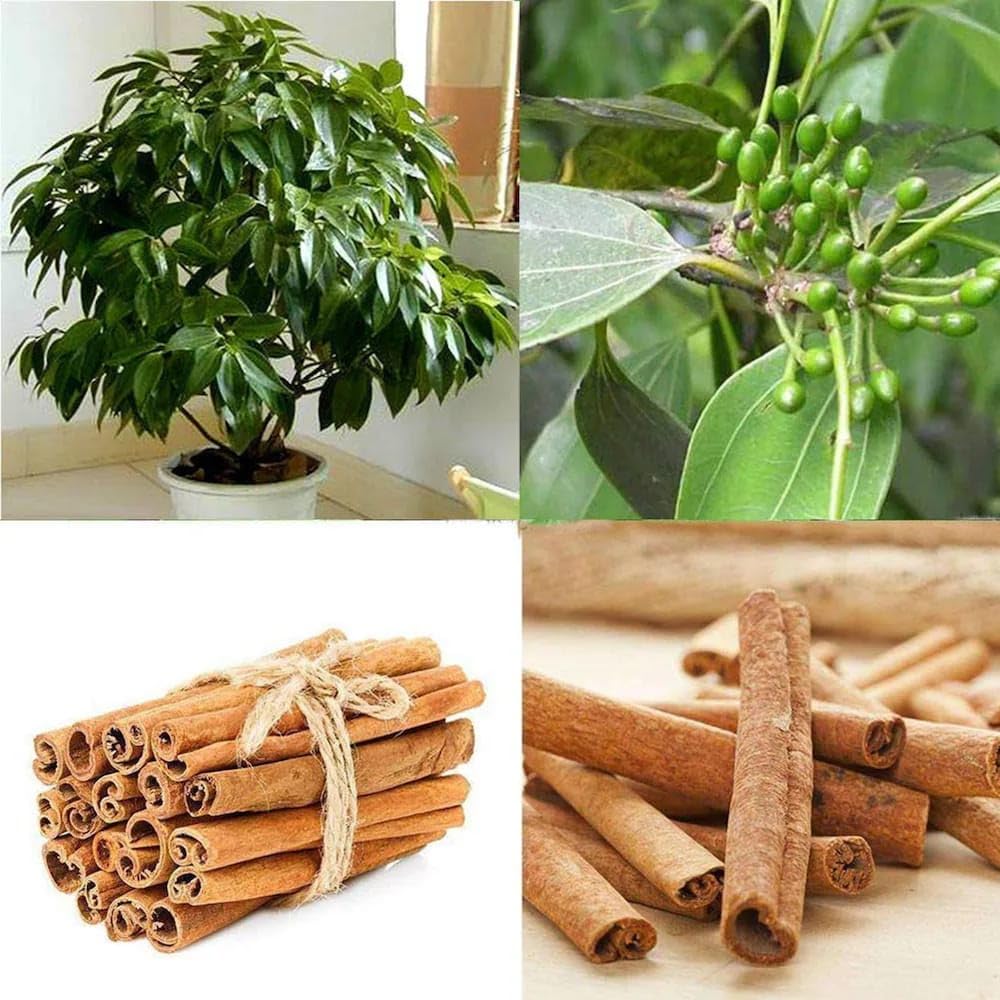 Cinnamon (Dalchini) Plant | Aromatic Spice Tree | Premium Masala Variety — photo 3