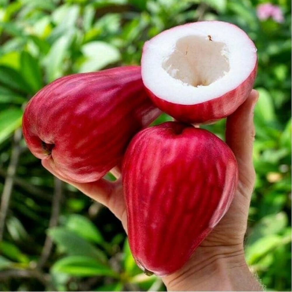 Thai Rose Water Apple Plant | Sweet Rose-Flavored Fruit | Premium Dwarf Variety