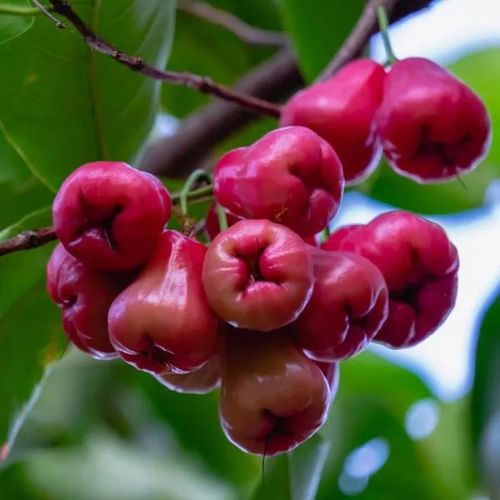 Thai Rose Water Apple Plant | Sweet Rose-Flavored Fruit | Premium Dwarf Variety — photo 2