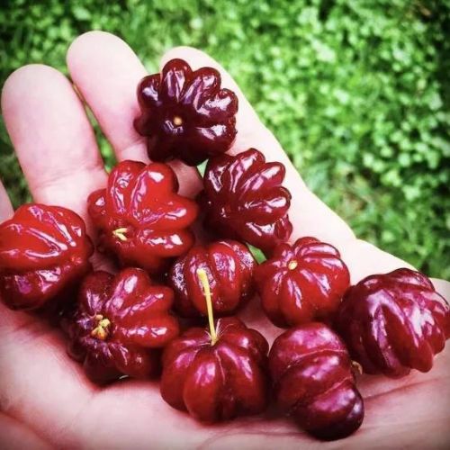 Australian Suriname Cherry Plant | Sweet Ribbed Fruit | Premium Hybrid Variety