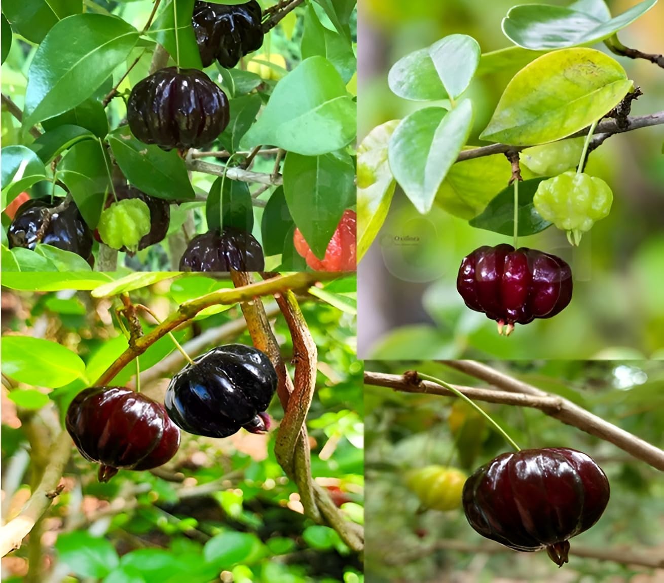 Australian Suriname Cherry Plant | Sweet Ribbed Fruit | Premium Hybrid Variety — photo 2