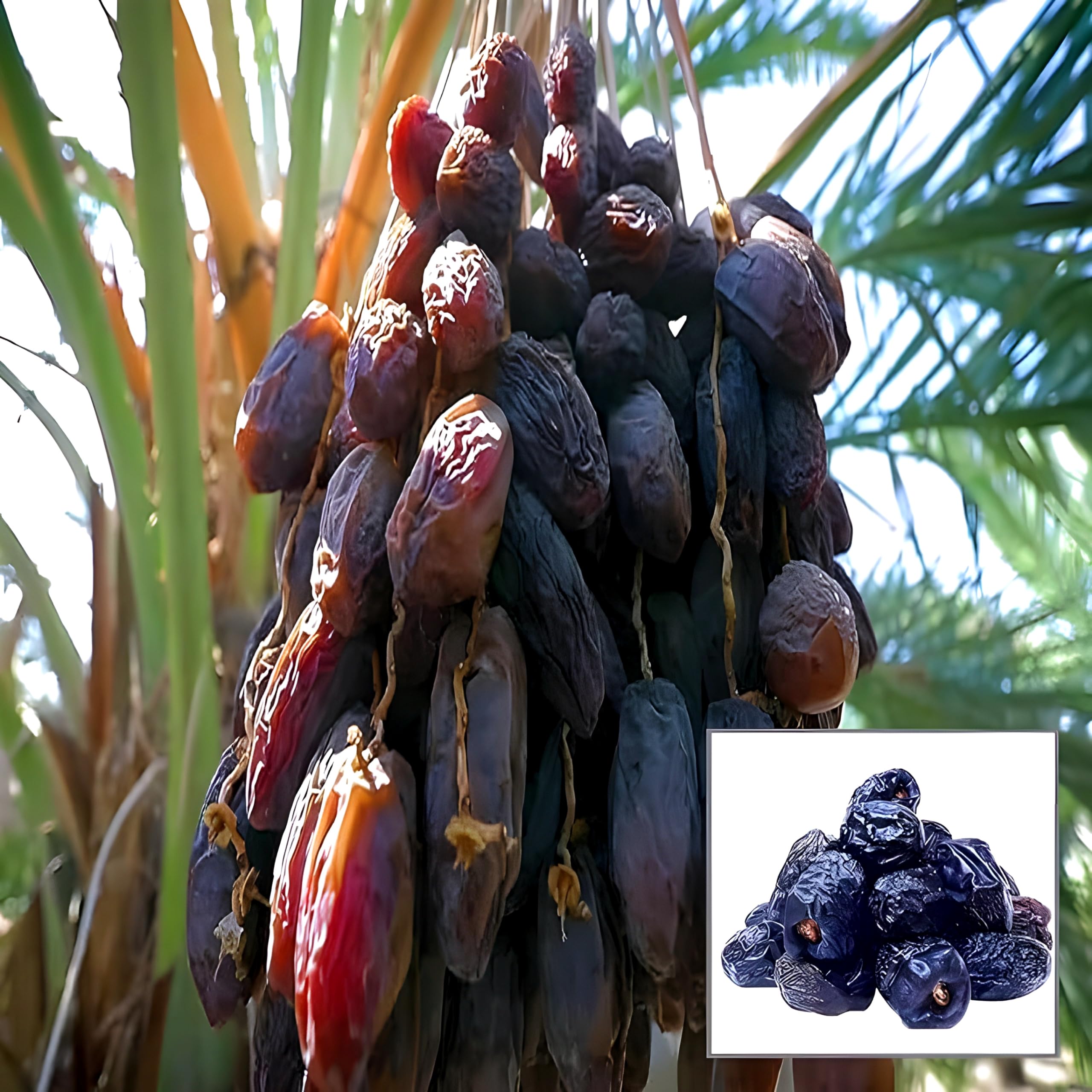 Dwarf Arabian Date Plant | Sweet Soft Dates | Premium Hybrid Variety