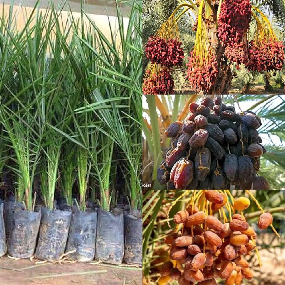 Dwarf Arabian Date Plant | Sweet Soft Dates | Premium Hybrid Variety — photo 2
