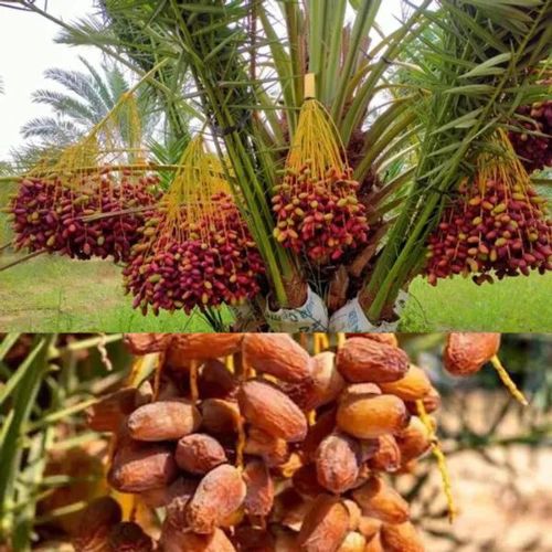 Dwarf Arabian Date Plant | Sweet Soft Dates | Premium Hybrid Variety — photo 3