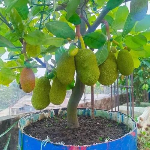 Vietnam Super Early Jackfruit Plant | Sweet Soft Flesh | Premium Early Hybrid