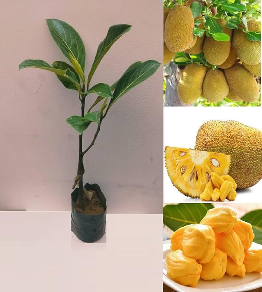 Vietnam Super Early Jackfruit Plant | Sweet Soft Flesh | Premium Early Hybrid — photo 2