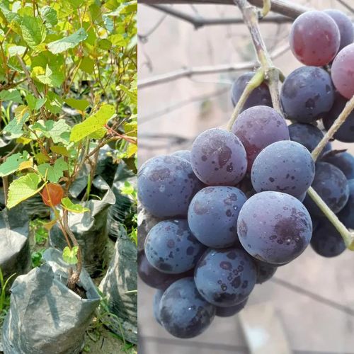 Sarad Seedless Grape Plant | Sweet Seedless Grapes | Premium Grafted Hybrid