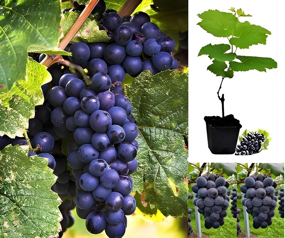 Sarad Seedless Grape Plant | Sweet Seedless Grapes | Premium Grafted Hybrid — photo 2