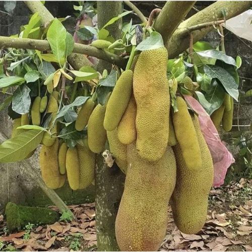 All Time Jackfruit Plant | Sweet Soft Flesh | Premium Grafted Hybrid