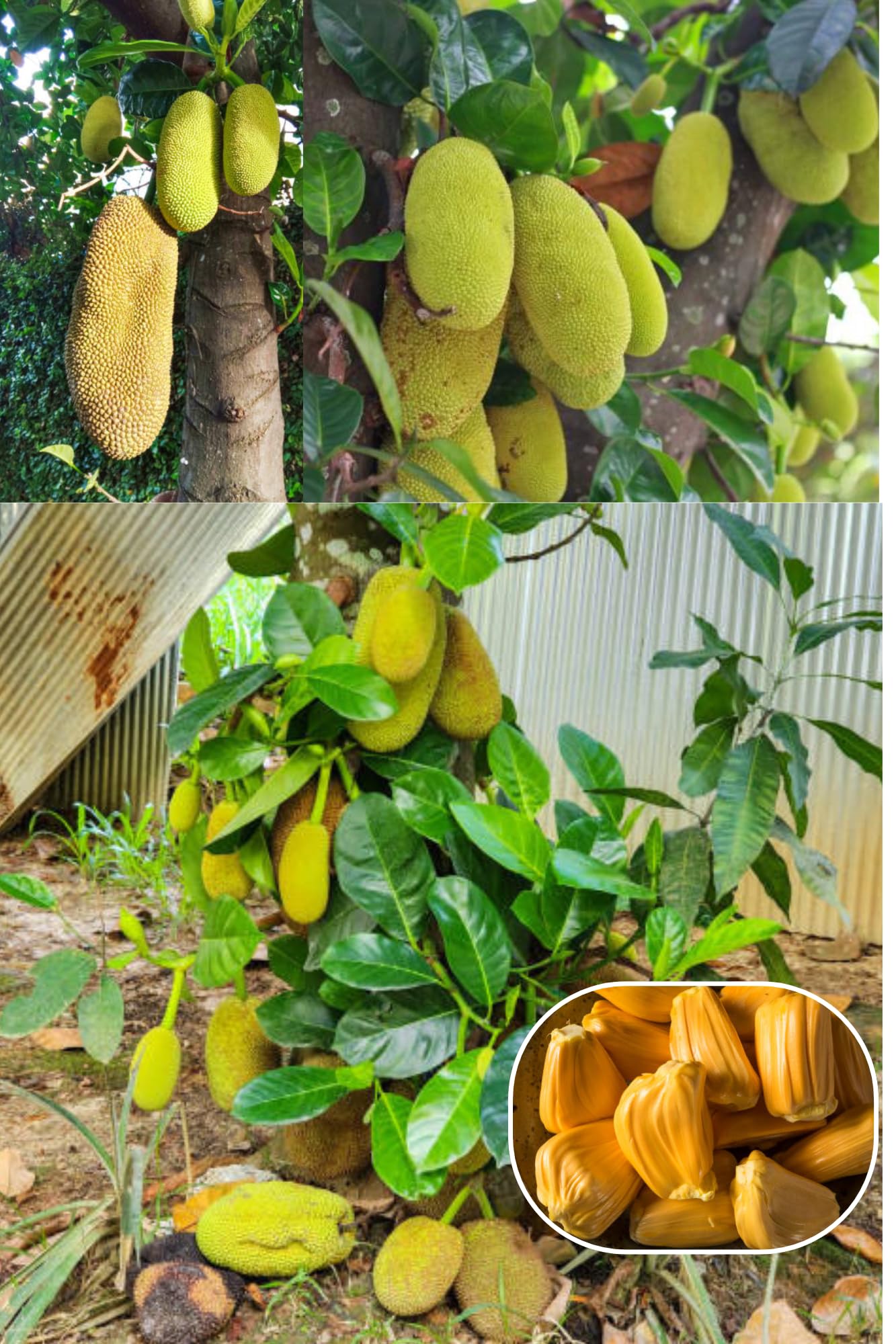 All Time Jackfruit Plant | Sweet Soft Flesh | Premium Grafted Hybrid — photo 2