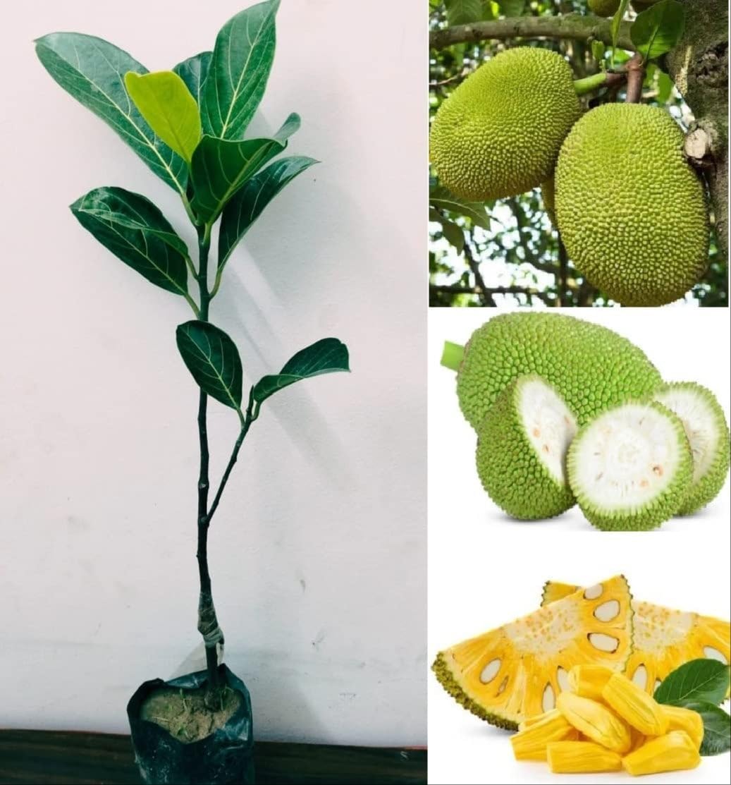 All Time Jackfruit Plant | Sweet Soft Flesh | Premium Grafted Hybrid — photo 3
