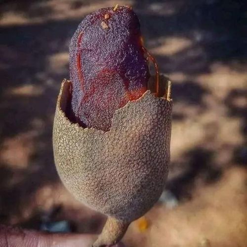 Sweet-Tamarind-Plant