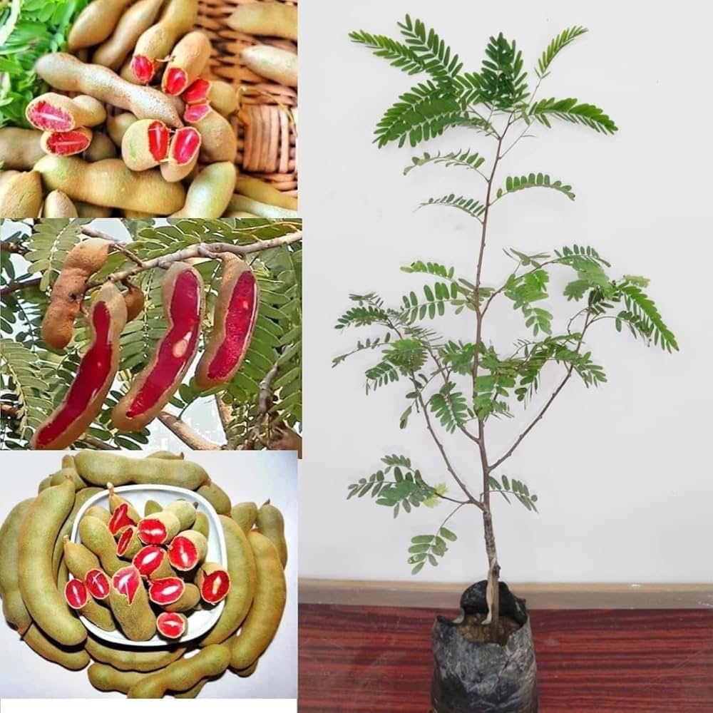 Sweet-Tamarind-Plant — photo 2