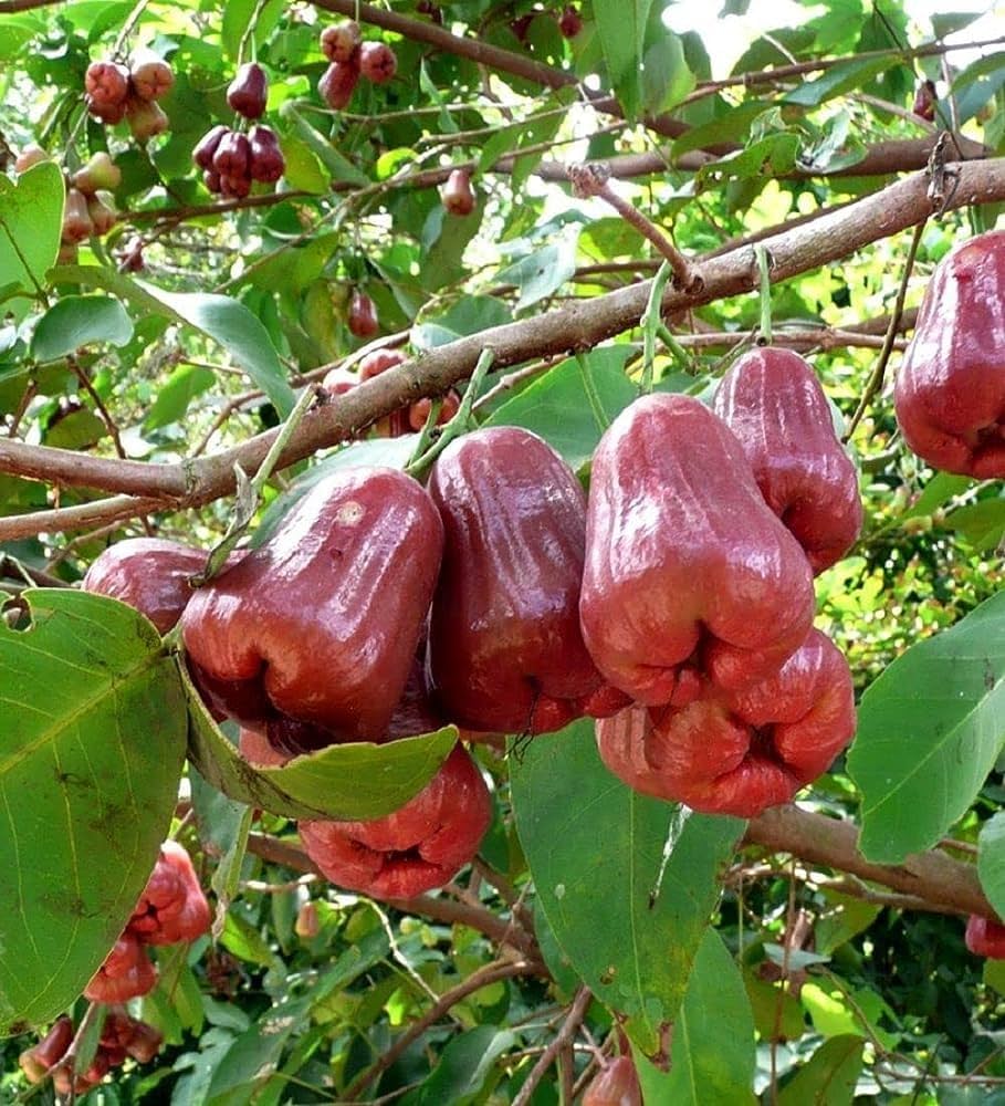 Thai Red Water Apple Plant | Sweet Juicy Jamrul | Premium Grafted Hybrid — photo 2