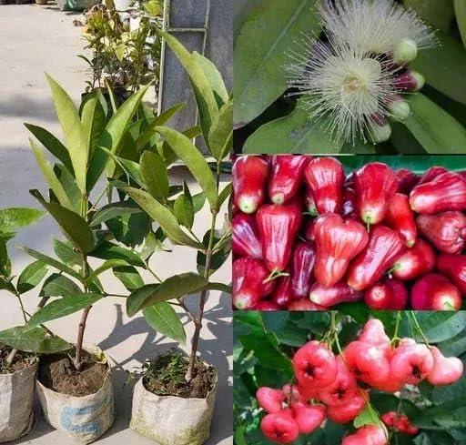 Thai Red Water Apple Plant | Sweet Juicy Jamrul | Premium Grafted Hybrid — photo 3