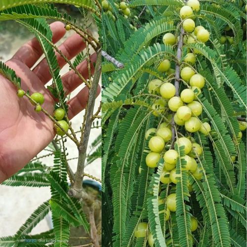 Thai Green Amla Plant | Large Juicy Amla | Premium Grafted Hybrid