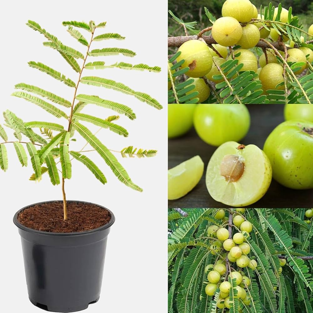 Thai Green Amla Plant | Large Juicy Amla | Premium Grafted Hybrid — photo 2