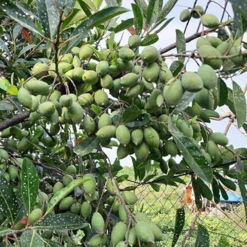 Sweet Olive Plant | Juicy Edible Olives | Premium Grafted Hybrid
