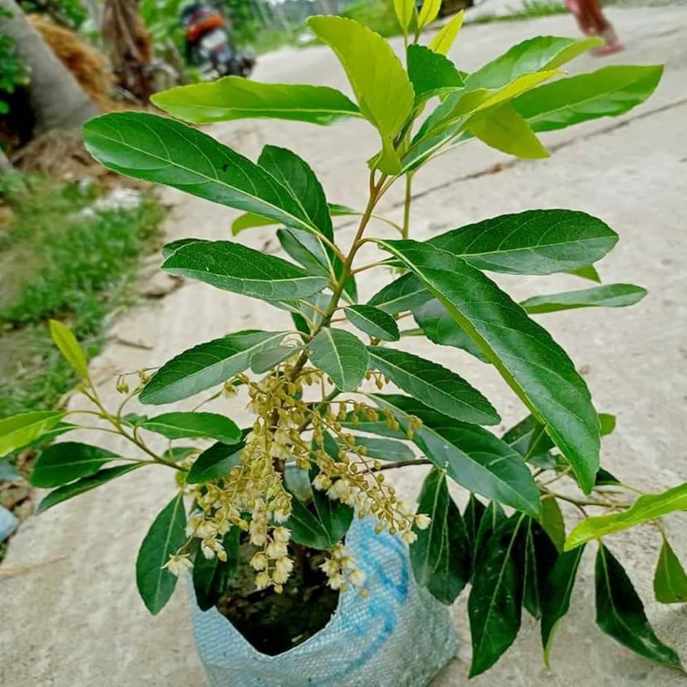 Sweet Olive Plant | Juicy Edible Olives | Premium Grafted Hybrid — photo 2