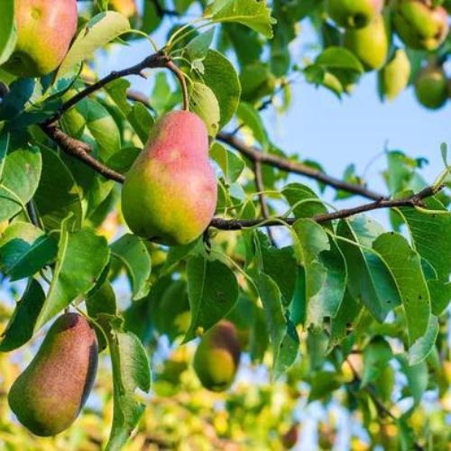 Pear Fruit Plant | Sweet Juicy Pears | Premium Grafted Hybrid