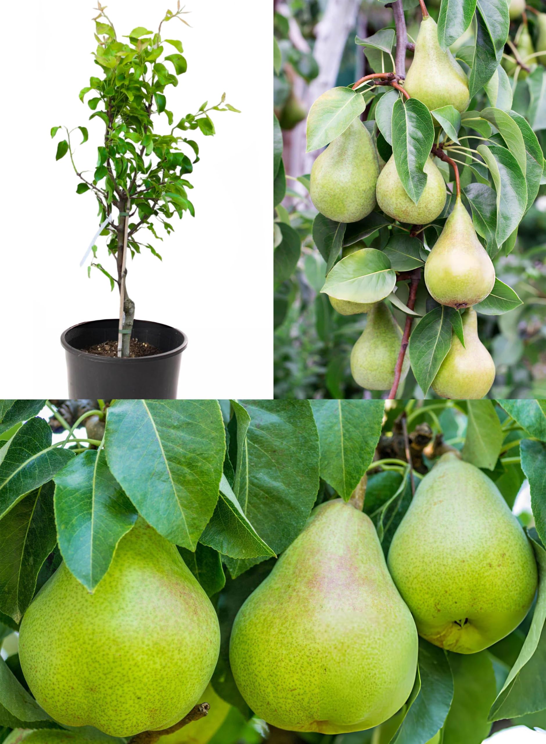 Pear Fruit Plant | Sweet Juicy Pears | Premium Grafted Hybrid — photo 2