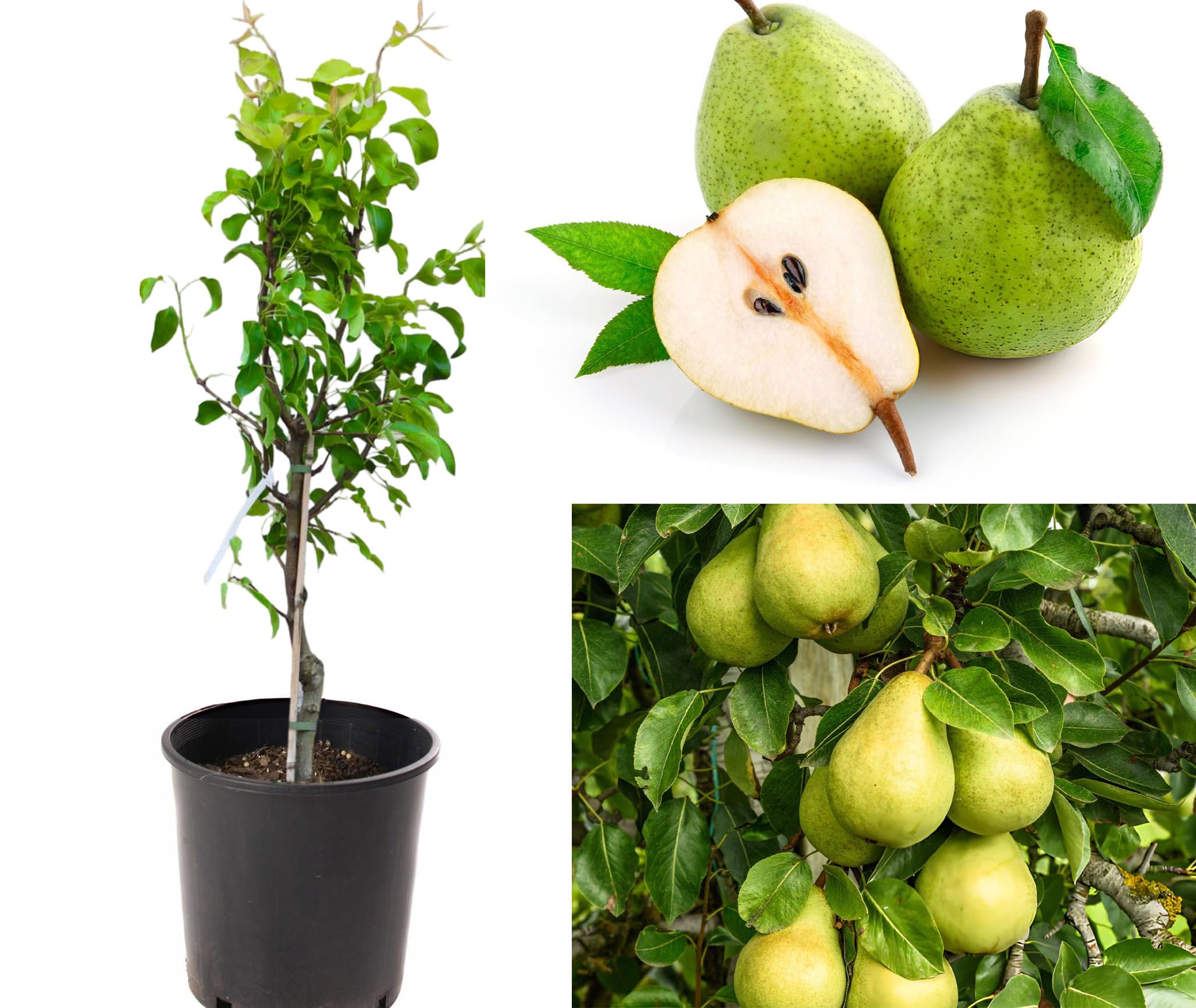 Pear Fruit Plant | Sweet Juicy Pears | Premium Grafted Hybrid — photo 3