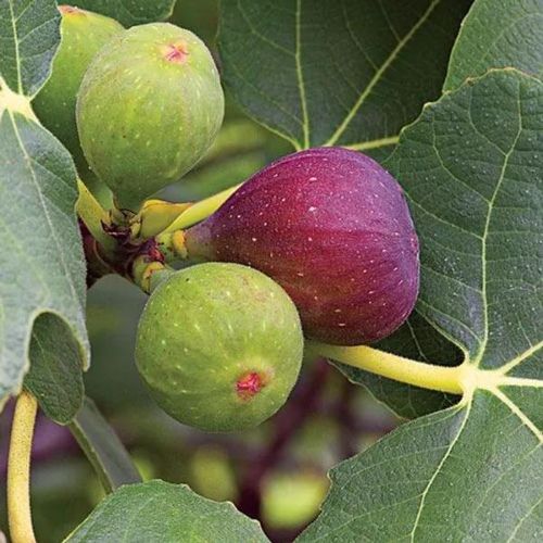 5 Finger Fig Plant | Sweet Long Figs | Premium Grafted Hybrid