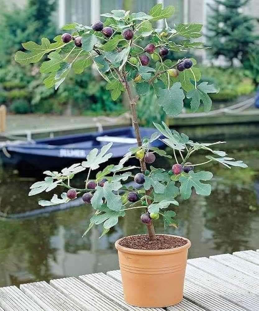 5 Finger Fig Plant | Sweet Long Figs | Premium Grafted Hybrid — photo 2