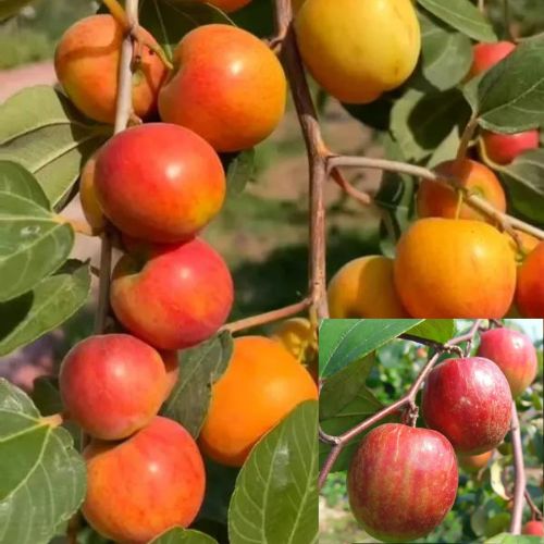Kashmiri Apple Ber Plant | Sweet Crispy Ber | Premium Grafted Hybrid