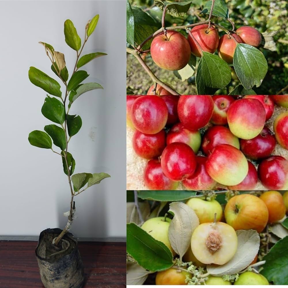 Kashmiri Apple Ber Plant | Sweet Crispy Ber | Premium Grafted Hybrid — photo 2