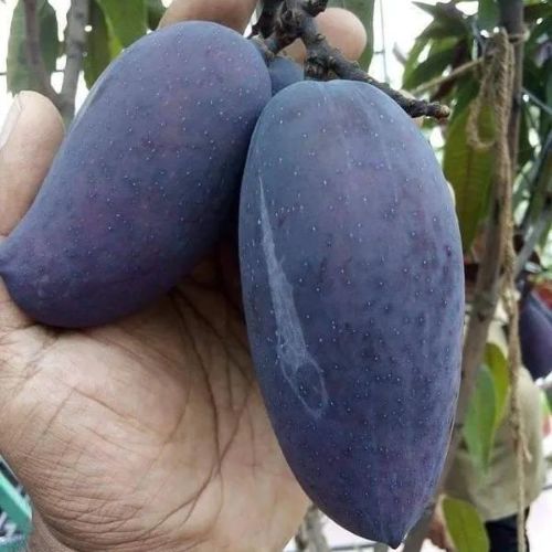 Kasturi Black Mango Plant | Rare Black Mango | Premium Aromatic Hybrid