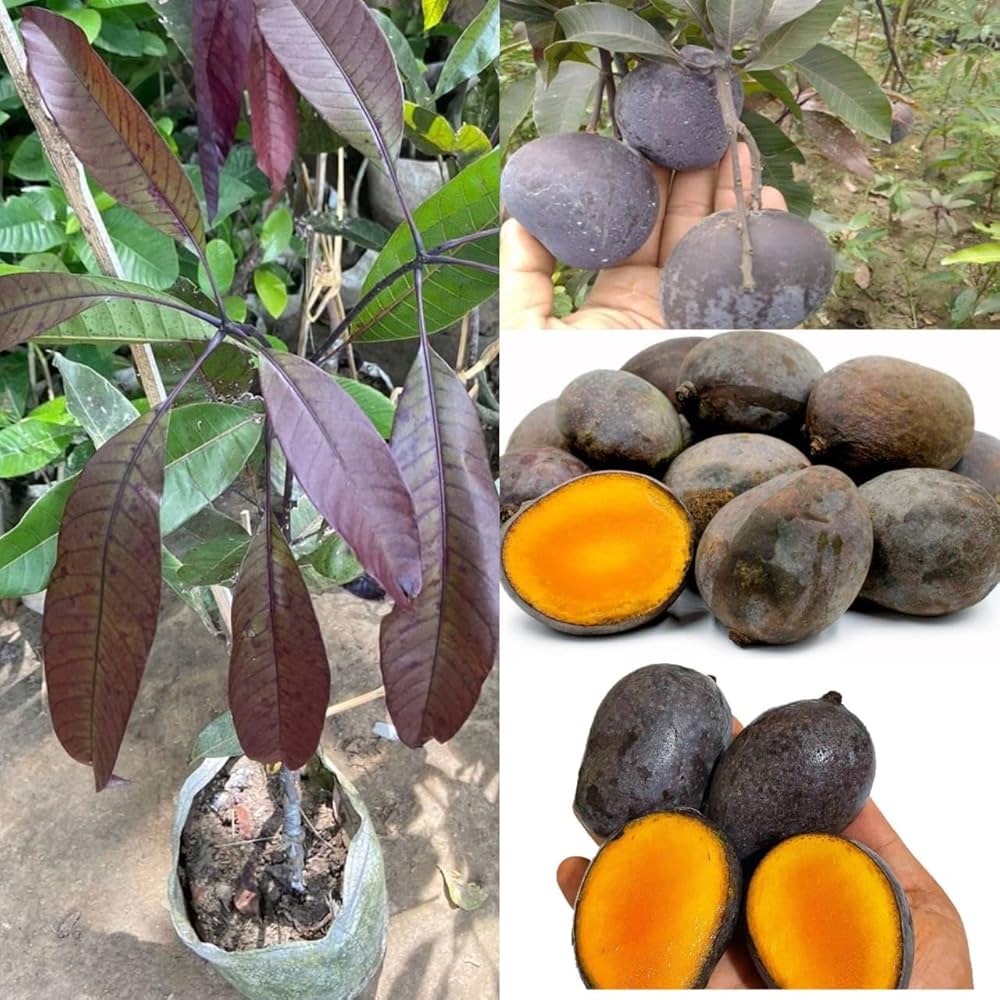 Kasturi Black Mango Plant | Rare Black Mango | Premium Aromatic Hybrid — photo 2