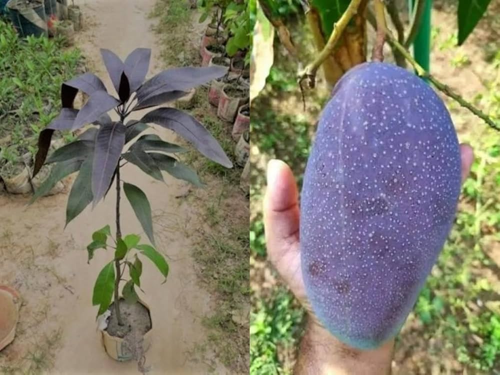Kasturi Black Mango Plant | Rare Black Mango | Premium Aromatic Hybrid — photo 3