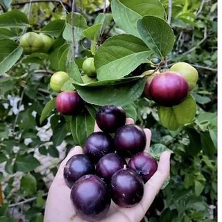 Manila Ball Cherry Plant | Sweet Round Cherry | Premium Grafted Hybrid