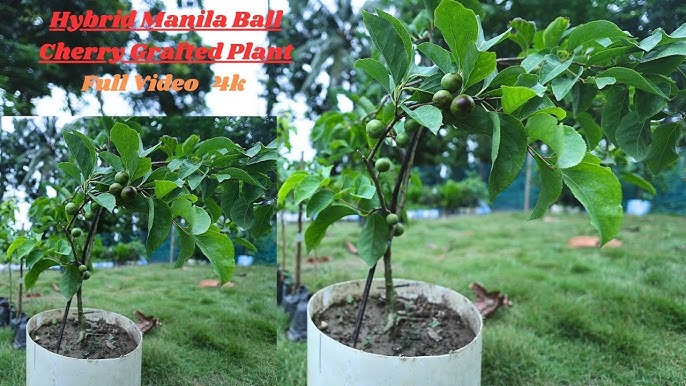 Manila Ball Cherry Plant | Sweet Round Cherry | Premium Grafted Hybrid — photo 2